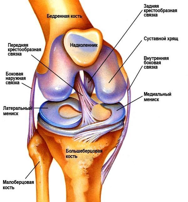 Анатомия артроза коленного сустава