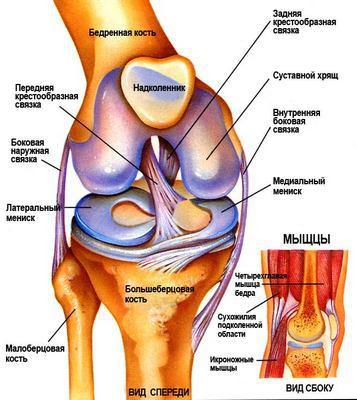 Схема колена